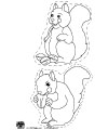 Squirrel coloring page