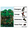Rainforest preschool and kindergarten activities