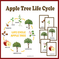 Apple Life Cycle Poster and Cards