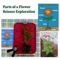 Parts of a Flower Science Exploration activity for preschool and kindergarten