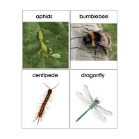 Bugs and Garden Critters Preschool Activities and Crafts | KidsSoup