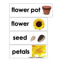 Flowers Word Wall activity and printables for preschool and kindergarten