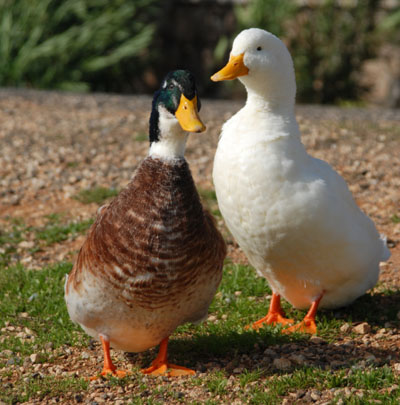 Story Time: One Duck Stuck: A Mucky Ducky Counting Book | KidsSoup